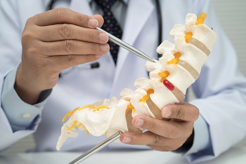 A doctor referring to a spinal nerve and bone model