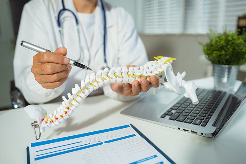 Doctor analysing a model of a spine